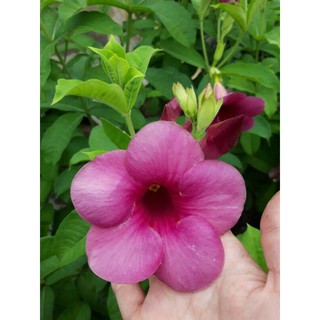 Chậu hoa quỳnh anh tím