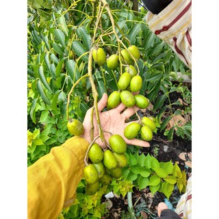 Cây 🌲 Cóc Thái lùn... đang trái nhiều