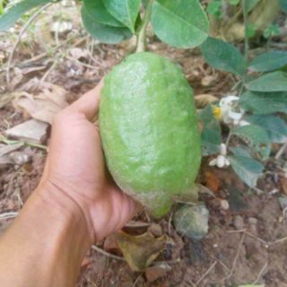 Cây Chanh Vàng Mỹ