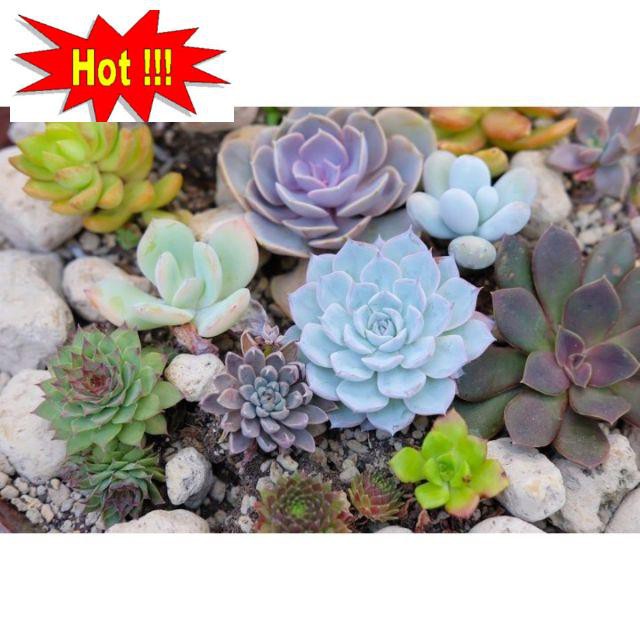 Gói 20 hạt giống sen đá mix màu