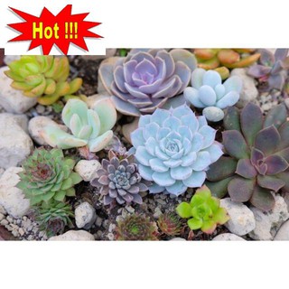 Gói 20 hạt giống sen đá mix màu