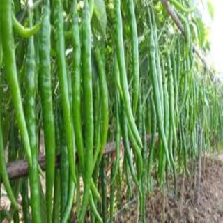 hạt giống ớt tóc dài gói 20 hạt