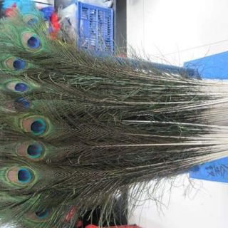 Lông công phong thủy 80-90cm,,,
