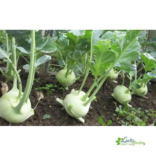 1g Hạt giống Su hào Xanh (tặng gói Kích nẩy mầm và Hướng dẫn) XTRA TẶNG KÈM PHÂN VÀ KÍCH MẦM