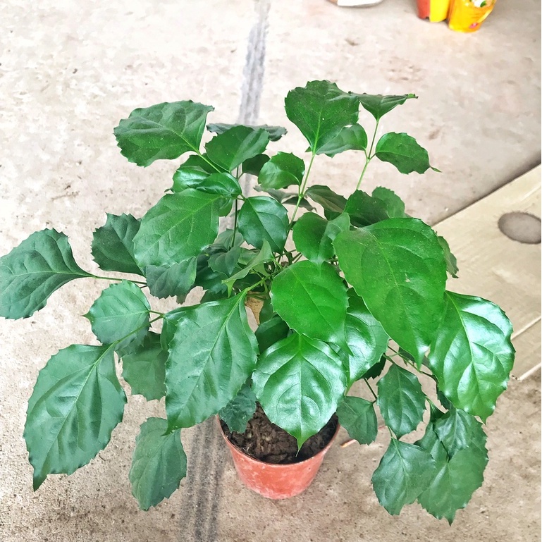 Cây hạnh phúc phong thủy chiều cao 30-35cm cây tán to đẹp dễ chăm sóc, thích hợp trang trí nội thất.