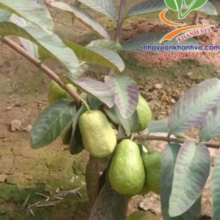 Cây giống ổi  lê đang trái
