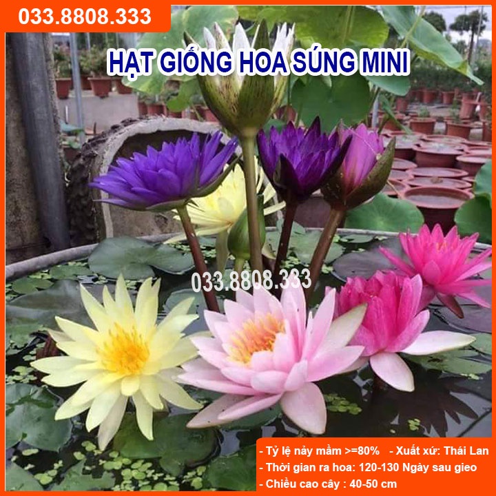 Hạt giống Hoa Súng Thái -Hoa Kiểng Trồng Chậu Trang Trí Sân Vườn