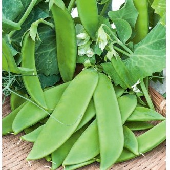 [Seeds] Hạt giống đậu hà lan (trồng lấy  trái) Rado, đóng gói 20gr