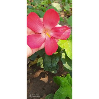 hạt giống sâm bố chính