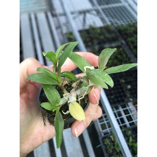 Phi Điệp Hòa Bình thân cực tím cốc giống