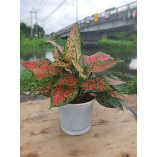 Cây Vạn Lộc (tặng kèm phân bón)