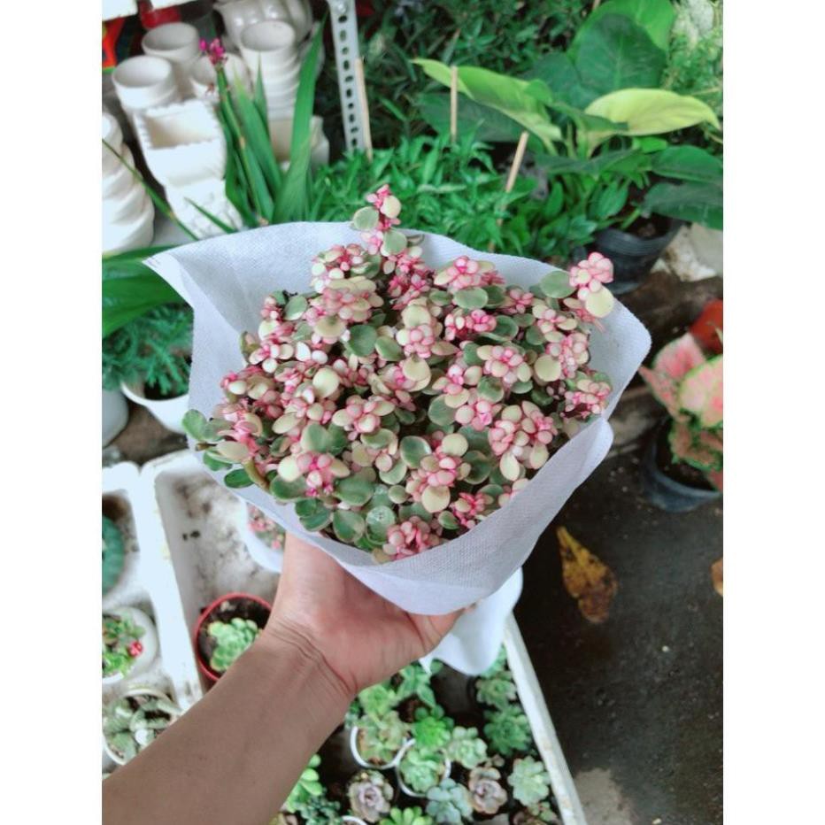 Sen Đá Đô La Hồng Trắng