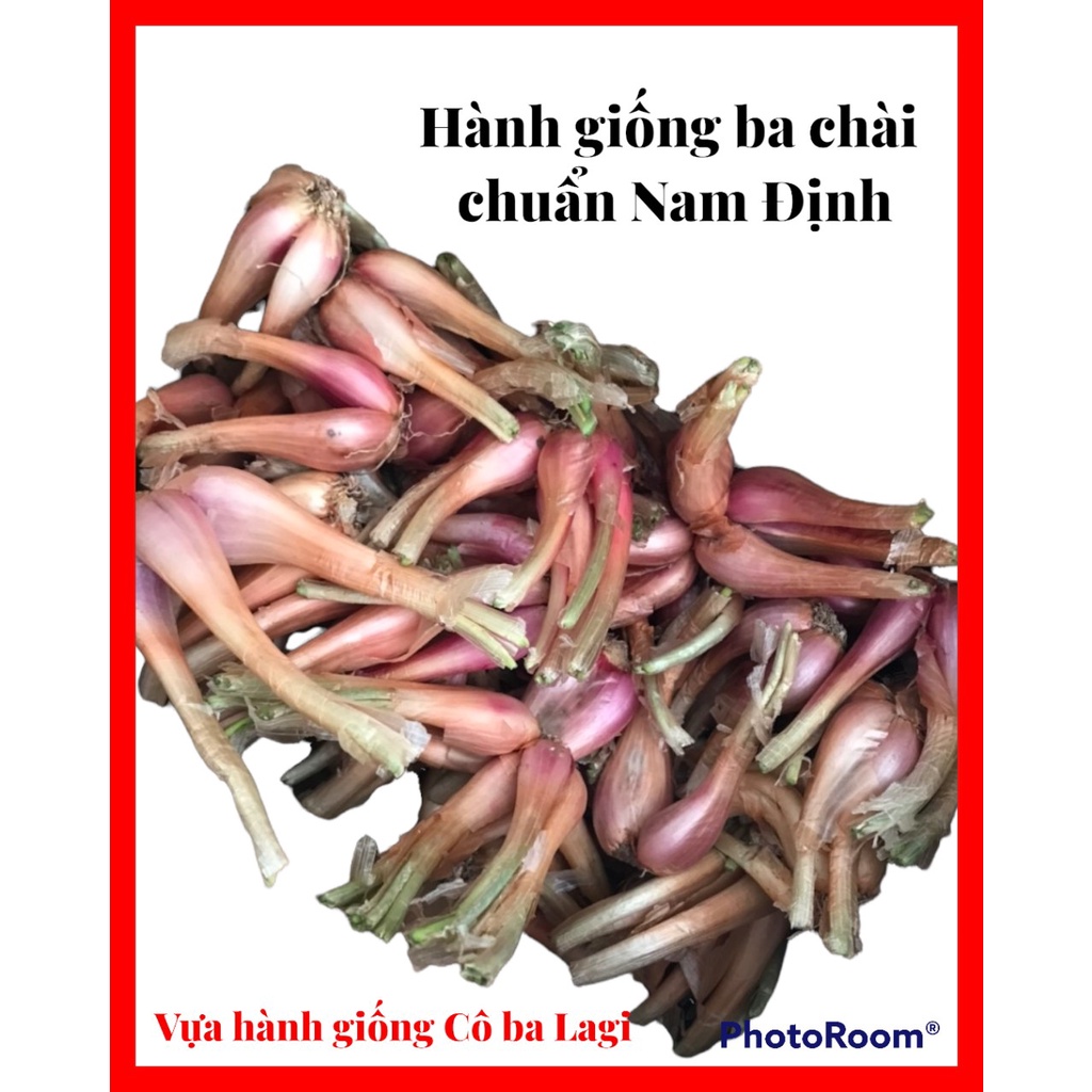 Hành Lá (củ Hành Giống Ba Chài) chuẩn nam định