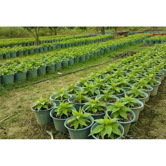 Hạt Giống Hoa Mào Gà Búa Mix Nhiều Màu  luckyseed hạt siêu rẻ