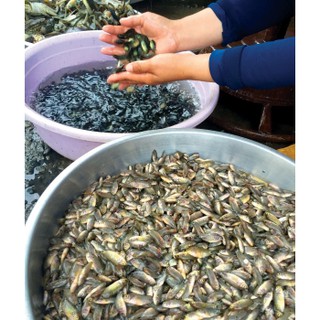 Mắm Chua Cá Rô Tôm Tích