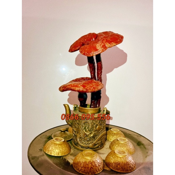 Cây Nấm Linh Chi hàng Rừng tự nhiên , hoa hồi , hạt sen, quế thanh