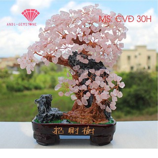 CÂY TÀI LỘC ĐÁ PHONG THỦY