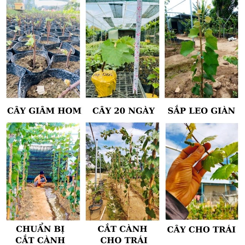 Cây nho giống Hạ Đen không hạt thân dây trồng chậu thùng xốp leo giàn NG06