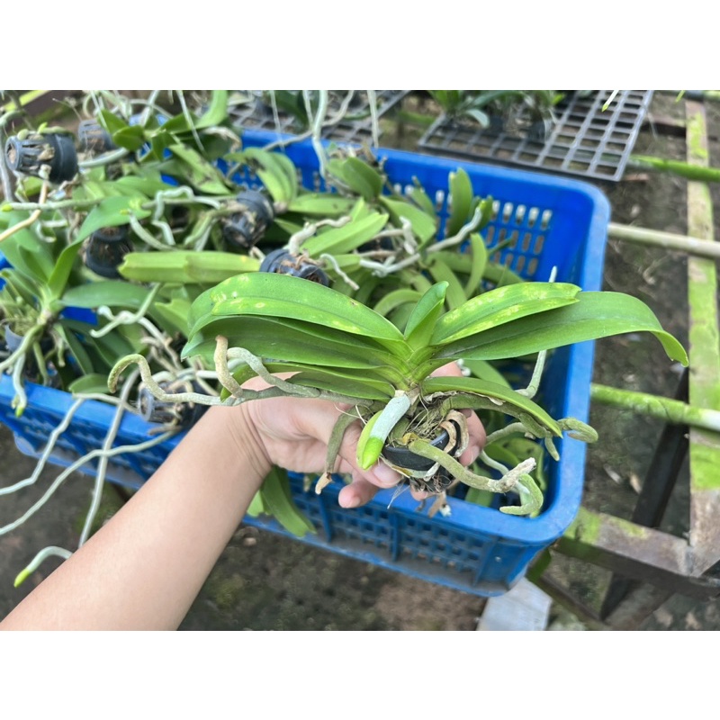 Đai Châu Lá Lỗi Giá Rẽ