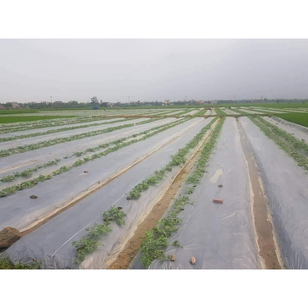 Màng phủ nông nghiệp 1m4 x 400m