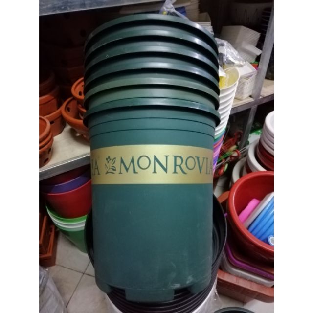 Combo 6 chậu monrovia 5gal