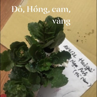 Combo hoa bỏng kép đủ màu 24 cây