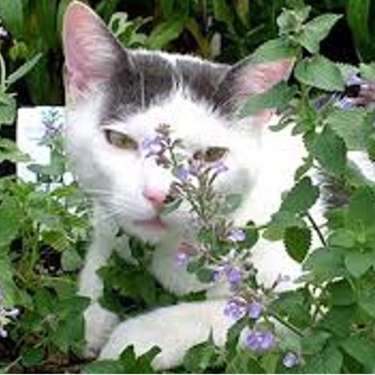 Gói 50 Hạt Giống Cỏ Mèo/ Bạc Hà Mèo Catnip KHUYẾN MẠI SHOP MỚI GIÁ SỈ