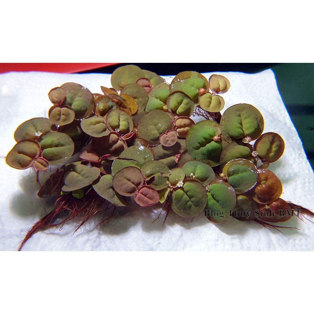 1 Phần bèo rễ đỏ thuỷ sinh - cây thủy sinh trang trí bể cá - Phyllanthus Fluitans