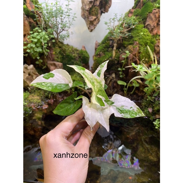cây trầu bà  - syngonium  Albo var trắng . var hồng