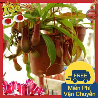 Combo 2 Gói Hạt Giống Cây Nắp Ấm