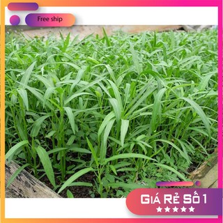 Hạt giống rau muống 50g