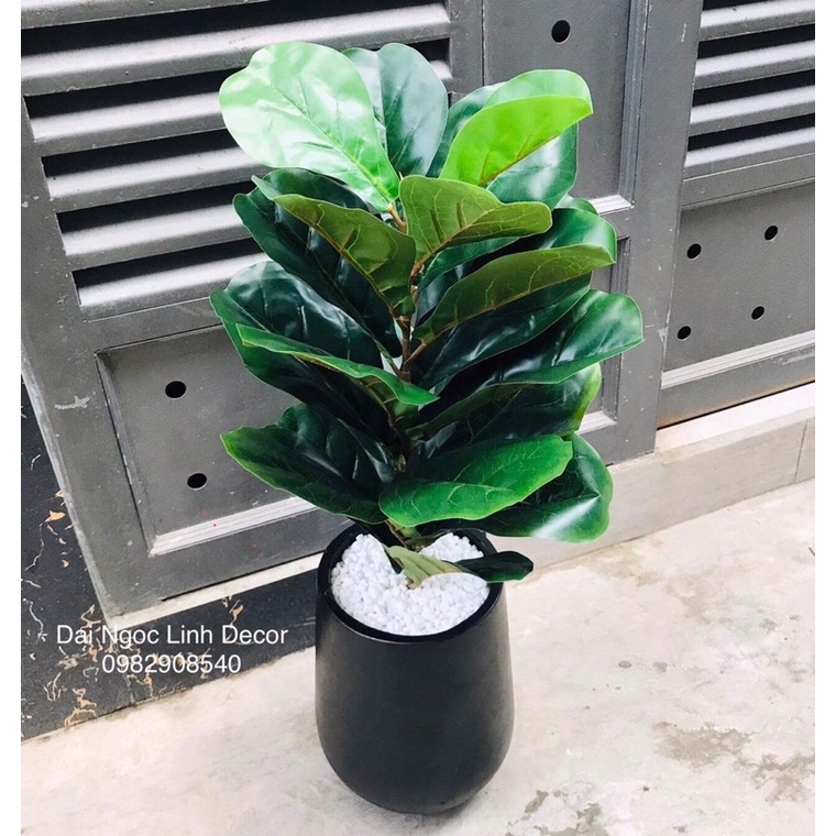 Cây bàng singapore giả 70cm