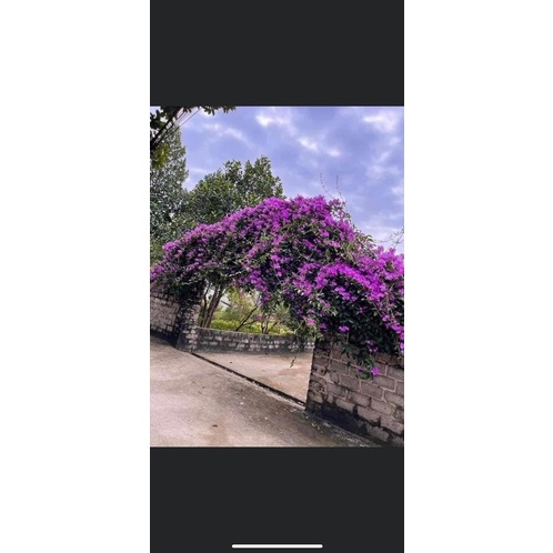 CÂY GIỐNG HOA LAN TỎI cao 50 cm