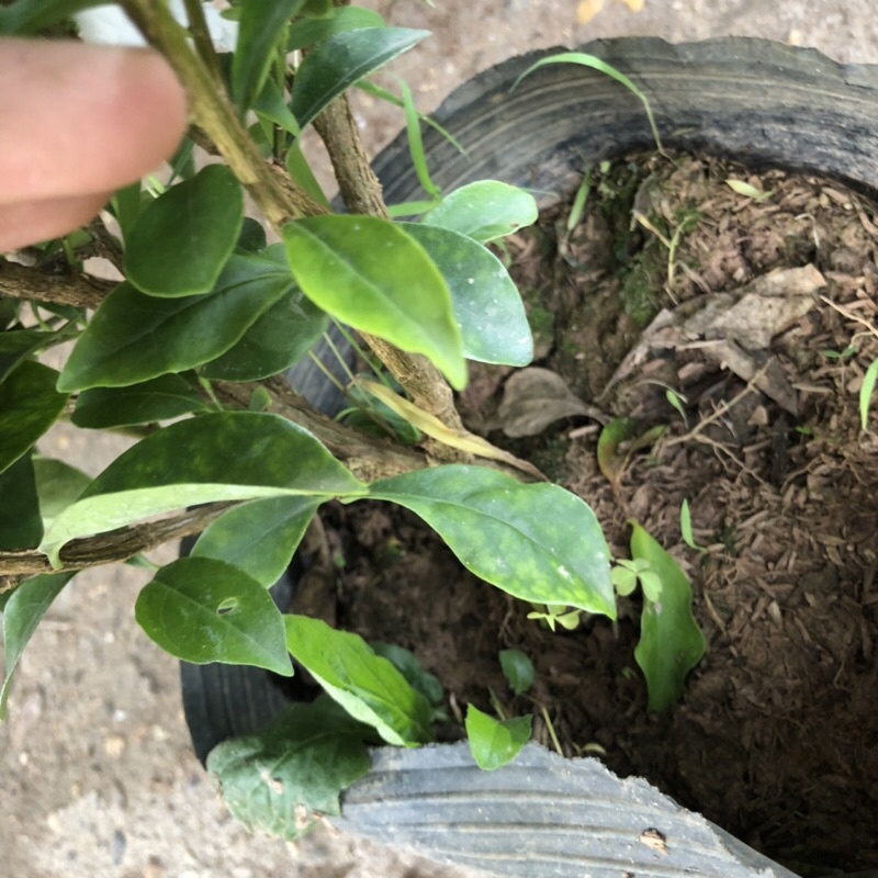Cây hoa nhài nhật, Cao 40cm hoa cực thơm mùi hương dễ chịu thư giãn, thích hợp trang trí cảnh quan sân vườn