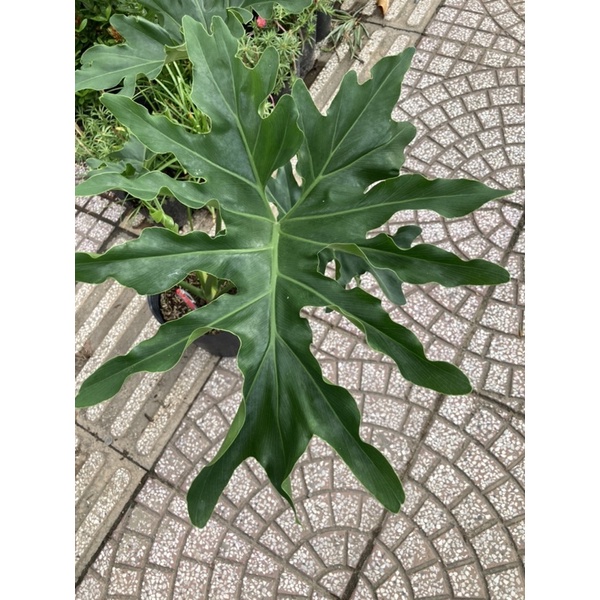 Trầu bà thanh xuân