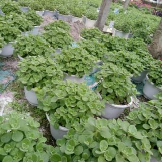 Cây nhất mạt hương( đuổi muỗi)