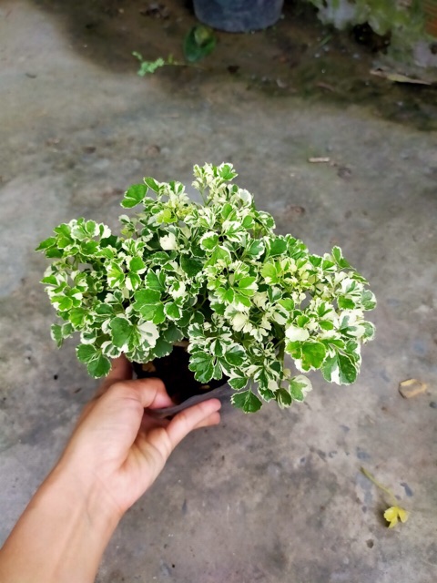 ĐINH LĂNG CẨM THẠCH