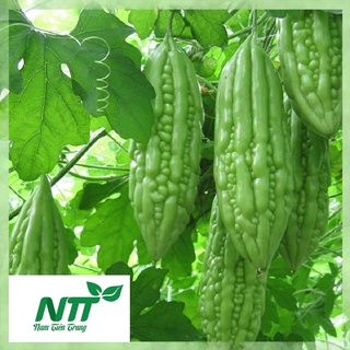 Hạt giống Khổ qua - Khổ qua Gai Xanh