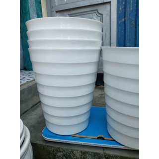 5 chậu sóng đại phi 36cm cao 42cm