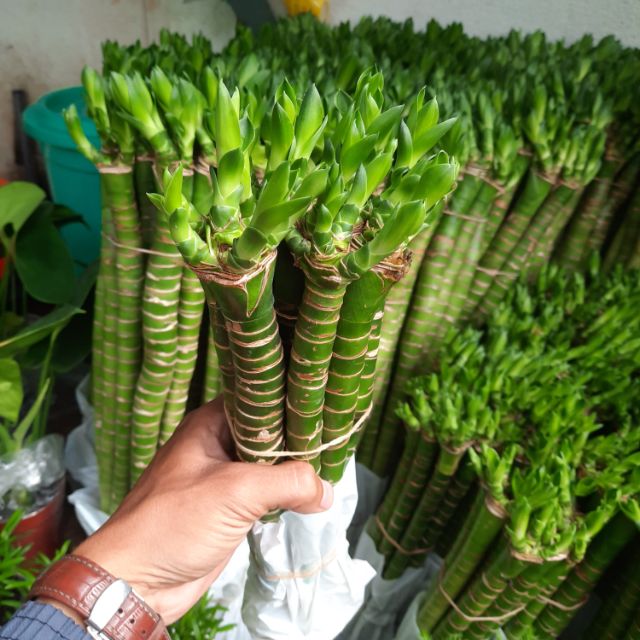 Phát Tài Thủy Sinh khúc 30 đến 40