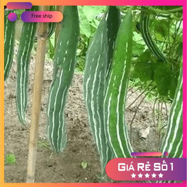 Hạt giống Mướp rắn