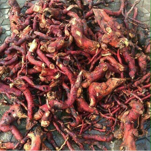 01 Kg cây MÚ TỪN- CÙ BOONG NẬU