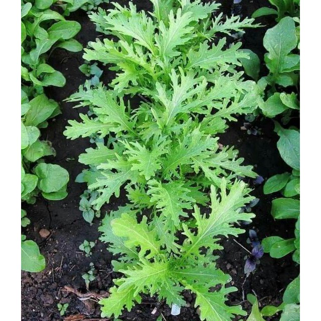 ( HOT ) Hạt giống cải đuôi phụng 10gr