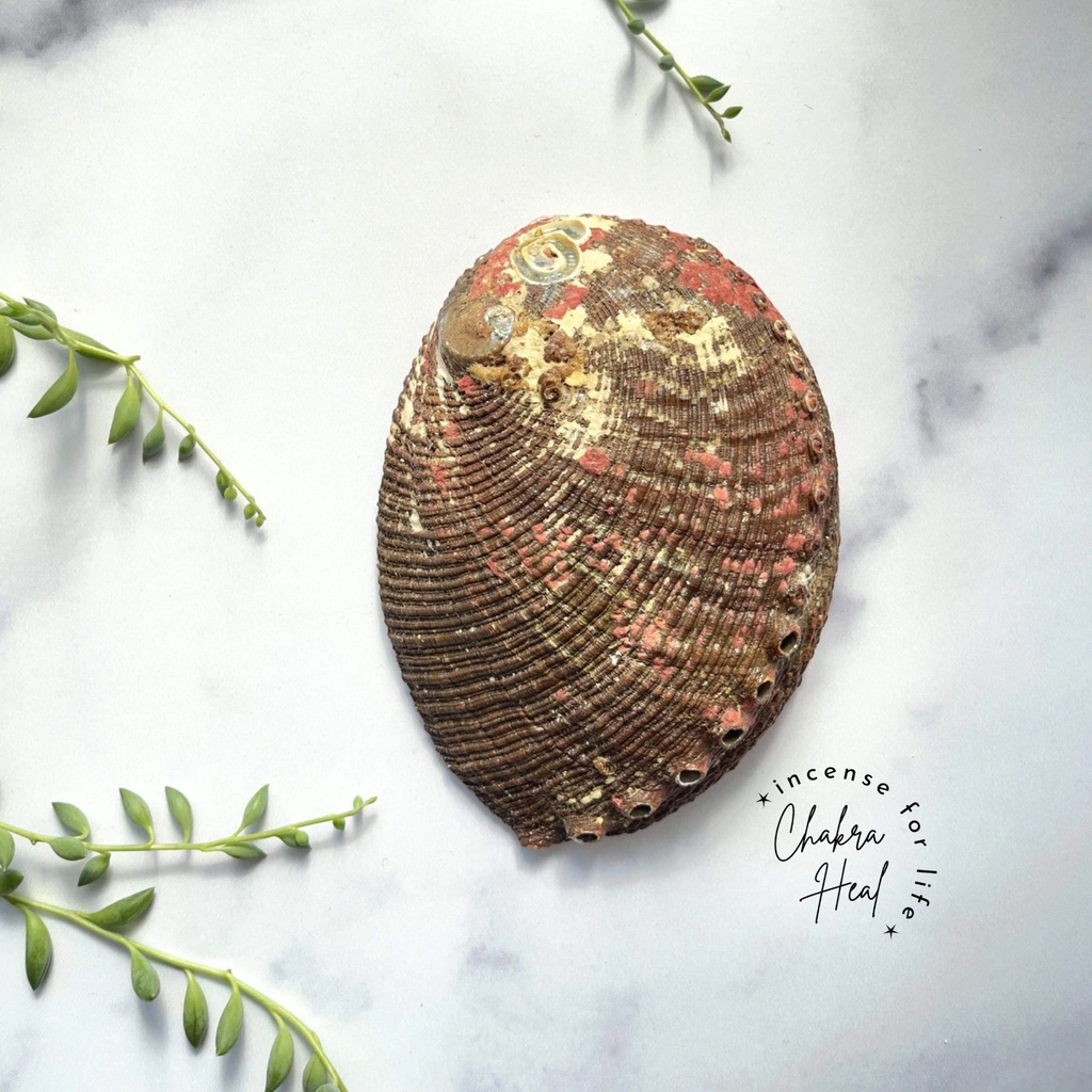Vỏ Ốc Bào Ngư Nhật - Pink Abalone Shell Dụng cụ thanh tẩy, Vật Trang Trí Tuyệt Đẹp cho Nhà Cửa l Chakra Heal Incense