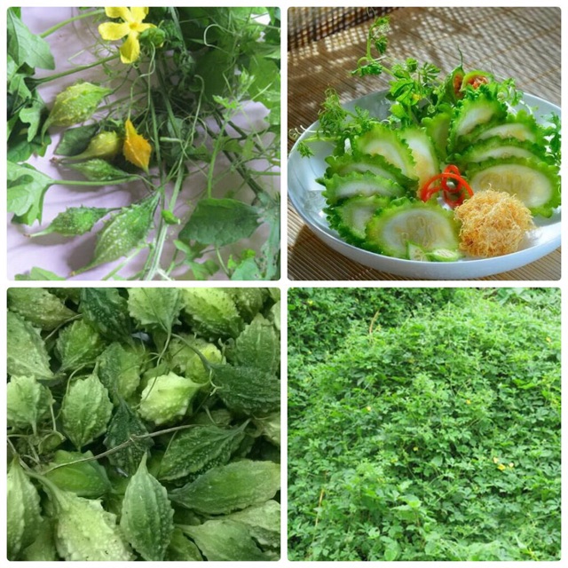 Hạt giống khổ qua rừng, khổ qua tí hon, khổ qua leo giàn