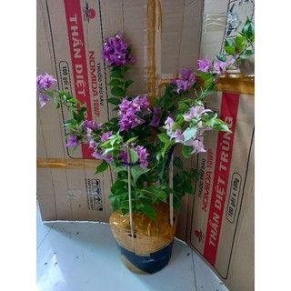 Cây vạn Huê lầu