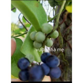 30 Hạt giống cây sương sâm trơn ( láng)
