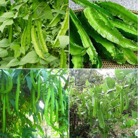 Hạt giống đậu rồng cao sản  CT148 - Gói 5gram