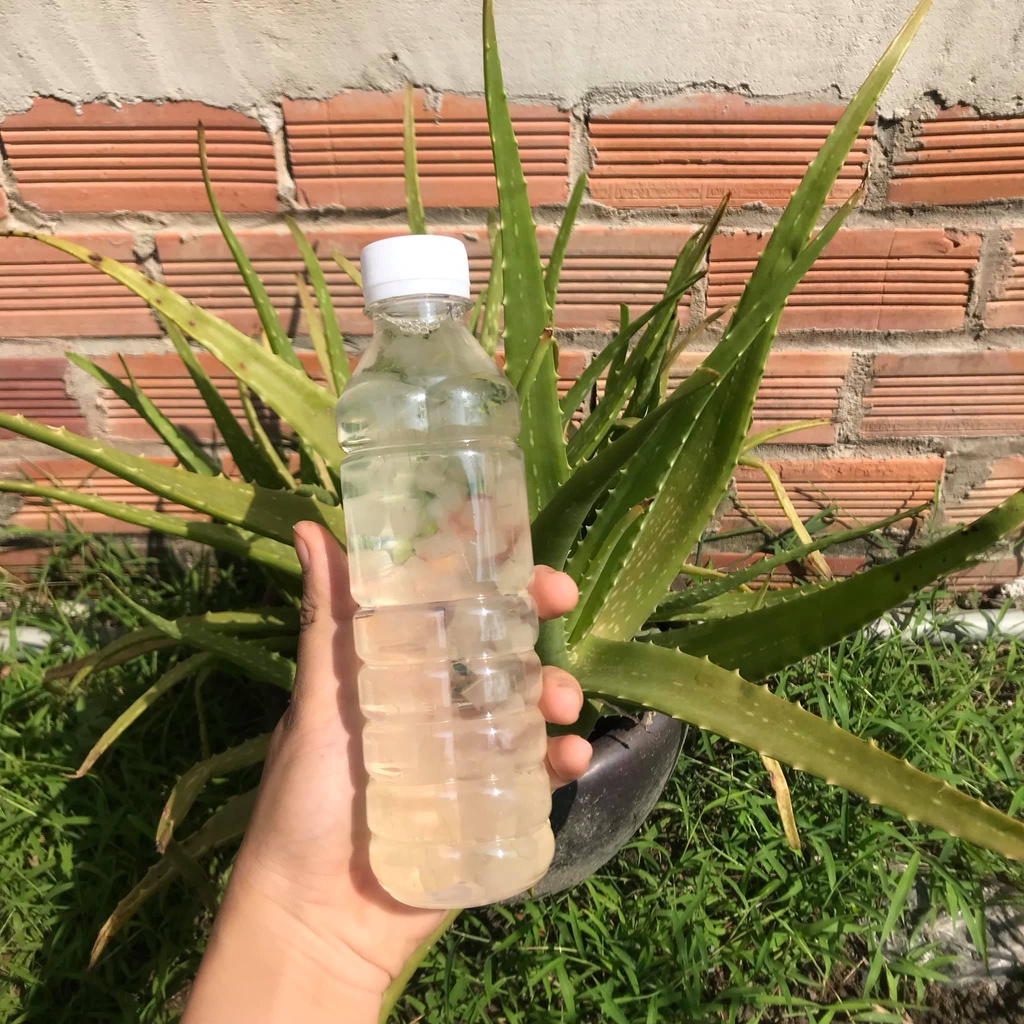 {Hỏa tốc} Combo 5 chai nước sâm mía lau - Rong biển - Nha Đam mix Hạt Chia nhà nấu không chất bảo quản