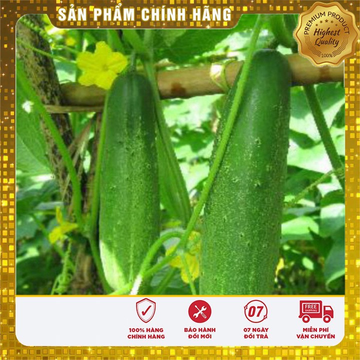 Bộ gói hạt giống Dưa chuột nếp ta